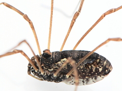 Platybunus