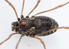 Platybunus