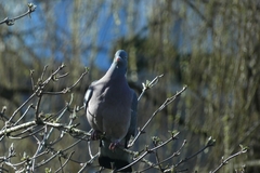 Columba palumbus