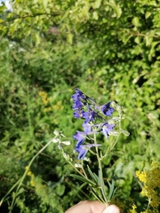 Delphinium cuneatum