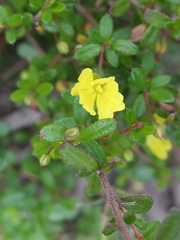 Hibbertia empetrifolia