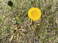 Helenium pinnatifidum