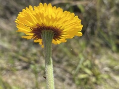 Helenium pinnatifidum