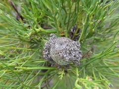 Isopogon anethifolius