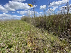 Helenium pinnatifidum