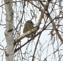Emberiza godlewskii