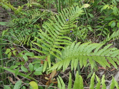 Blechnum camfieldii