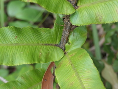 Blechnum camfieldii