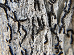 Opegrapha