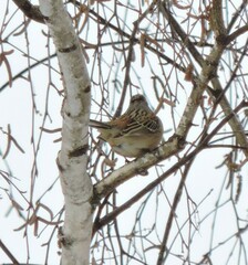 Emberiza godlewskii