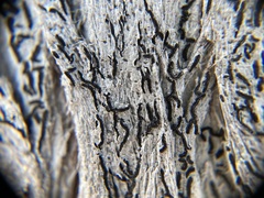 Opegrapha