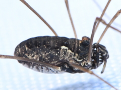 Platybunus