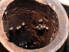 Kurixalus berylliniris