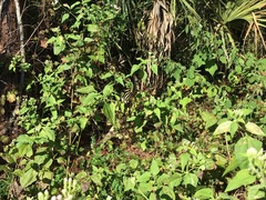 Heliconius charithonia