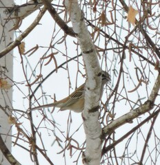 Emberiza godlewskii