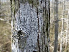 Opegrapha