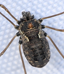 Platybunus