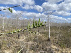 Taxodium distichum