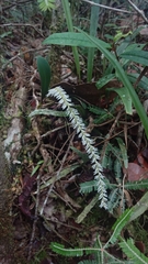 Bulbophyllum multiflorum