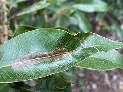 Eucosmophora sideroxylonella