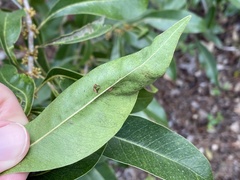 Eucosmophora sideroxylonella