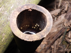 Kurixalus berylliniris