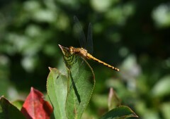 Sympetrum rubicundulum