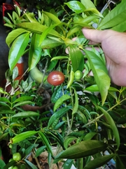 Phaleria macrocarpa