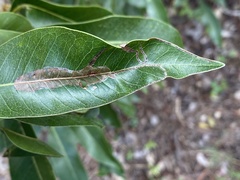Eucosmophora sideroxylonella