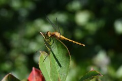 Sympetrum rubicundulum