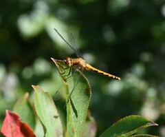 Sympetrum rubicundulum