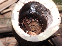 Kurixalus berylliniris