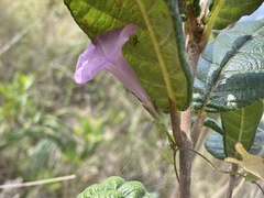 Ipomoea tenuissima