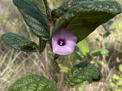 Ipomoea tenuissima