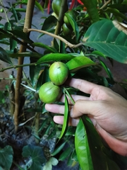 Phaleria macrocarpa