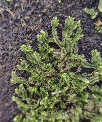 Lophocolea heterophylla