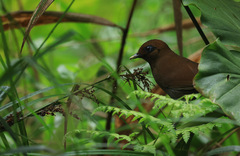 Pterorhinus poecilorhynchus