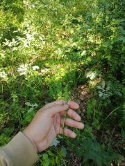 Campanula bononiensis