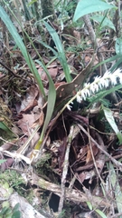 Bulbophyllum multiflorum