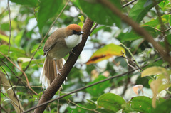 Pterorhinus ruficeps