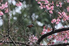 Sittiparus castaneoventris