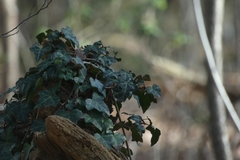 Hedera helix