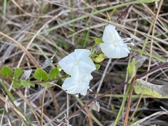 Jacquemontia curtissii