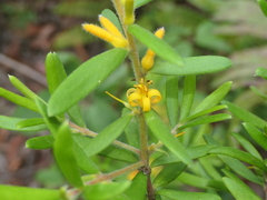Persoonia levis