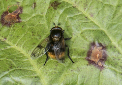 Volucella bombylans