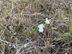 Jacquemontia curtissii