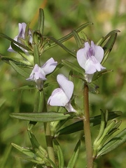 Misopates