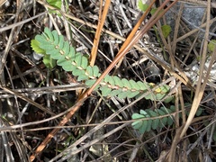 Euphorbia pergamena