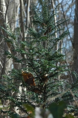 Taxus baccata