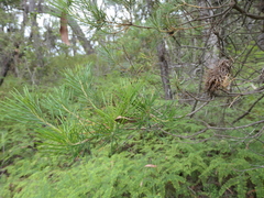 Banksia spinulosa